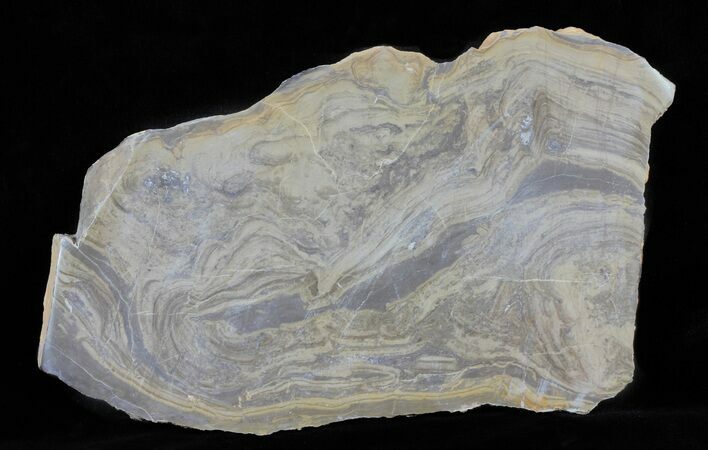 Devonian Stromatolite Slice - Orkney, Scotland #61075